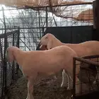 للبيع طليان مشاريع كفو