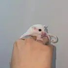 شوقر قلايدر كريمي