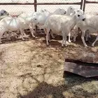 للبيع غنم مقاني