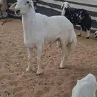 فحل صنف سننه ثني مشروط اذا ما اضرب مرجوع
