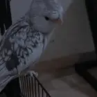 كروان هولندي