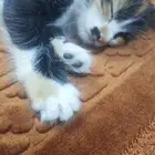 قطه نوع بلدي لتبني عمرها 3 شهور