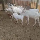 ماعز بيشي طيبه وسليمه الحمد لله