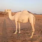 ناقه مبيوع ولدها شاق الناب والناقه عوراء