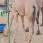 قعود شحم على حليب امه وبرسيم