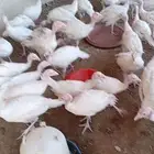 صوص رومي ابيض فاخر