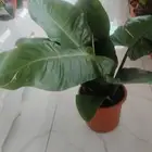 مشتل زراعي بالدمام لتوريد وزراعه جميع انواع النباتات