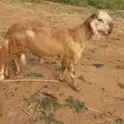 مشروع فحل سواكني
