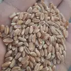 قمح بر اسمر