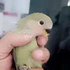 فرخ روز ( غر )