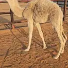 حشو تربيه العدد 3