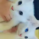 قطط عمر 3 اشهر وأقل