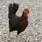 دجاج بلدي بياض و حضان