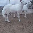 للبيع فحل صنف حري