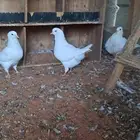 حمام كنق مستوى بطل