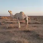 وضحى حايل سمين