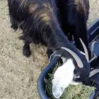 عنز عارضيه دافع