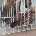 فروخ دجاج بلدي العمر 4شهور