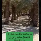 يوجد لدينا نخل للبيع الطول 4متر
