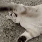 قطه ابوعريش بيع ب 400 مع جميع المستلزمات والاكل