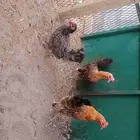 للبيع دجاح صحه ونضافة