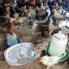 صوص130بلدي وفيومي للبيع