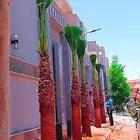 نخل نخيل واشنطن وتنفيذ الحدائق