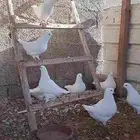 6 اجواز كنق فاخر منتجه وزوج مصري