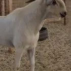 فحل بيشي فاخر