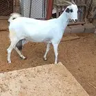 جفره وعنز بيشيات