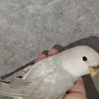 للبيع فروخ روز غر