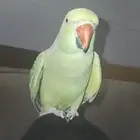 دره هندي أنثى متكلم يقول حبيبي و ياأمي و نواف تم البيع
