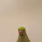 دره اليف متكلم