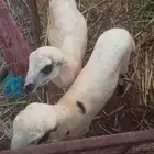 اروام 2 ذكر للبيع تربيه مزرعه السوم 1500