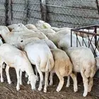 معنا رخال بلدي رقم واحد بضاعة طيبة