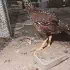 دجاج سندي فولي