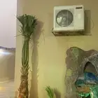 نخل وشنطن زينه