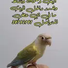 كنيور باينبل رد فاكتور أنتاج البحرين مفطوم وياكل بروحه 100