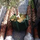 نخيل واشنطني ونخيل عربي واشجا زيتون للبيع