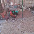 ديوك ابو تركيه للبيع فرق