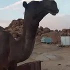 بعير مجهم
