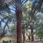 نخيل عربي واشنطني من جميع الانواع والمقاسات