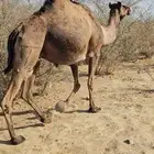 ناقه عادي تم البببع