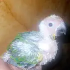 فرخ ( صن كنيور )