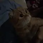قطوه تبني ذكر عمره سنه نواع شيرازي عنده كرت تطعيم