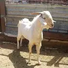 فحل بيشي صنف