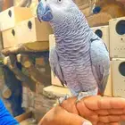كاسكو اليف متكلم