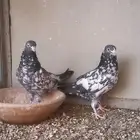 طبه باكستاني رام بوري بيور دم صافي أبطال