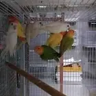 اجوز روز منتجه