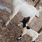 معنا غنم مناتيج وقرايب